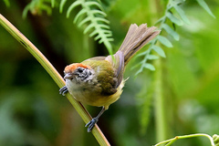 Hylophilus poicilotis