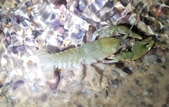 Cambarus tenebrosus