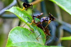 Diactor bilineatus