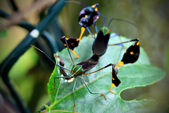 Diactor bilineatus