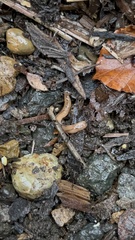 Bipalium adventitium