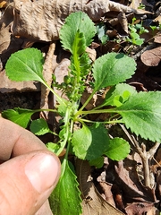 Packera obovata