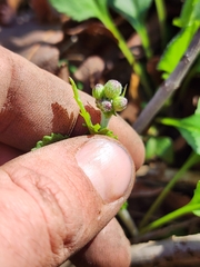 Packera obovata