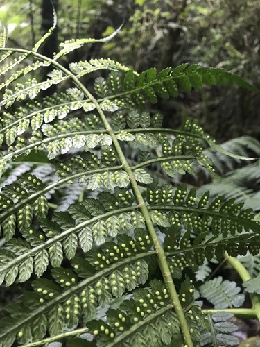Eupodium pittieri (Eupodium pittieri)