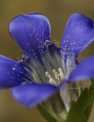Gentiana setigera