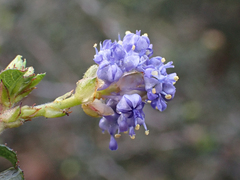 Ceanothus foliosus