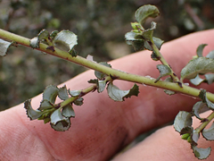 Ceanothus foliosus
