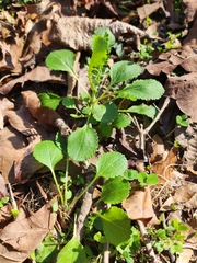 Packera obovata