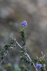Ceanothus foliosus