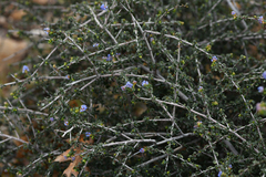 Ceanothus foliosus