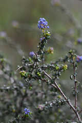 Ceanothus foliosus