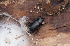 Alobates pensylvanicus