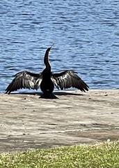 Anhinga anhinga