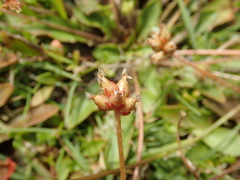 Plantago novae-zelandiae