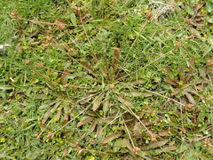 Plantago novae-zelandiae