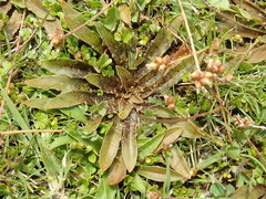 Plantago novae-zelandiae