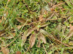 Plantago novae-zelandiae