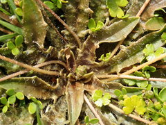 Plantago novae-zelandiae