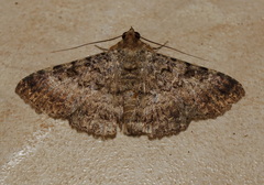 Polydesma boarmoides