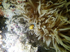 Amphiprion chrysopterus
