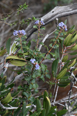 Ceanothus purpureus