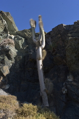 Trichocereus skottsbergii