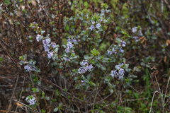 Ceanothus purpureus