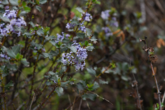 Ceanothus purpureus