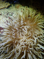 Heteractis crispa