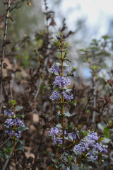 Ceanothus purpureus