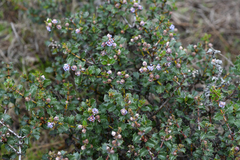 Ceanothus purpureus