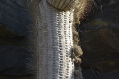 Trichocereus skottsbergii