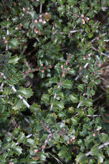 Ceanothus purpureus