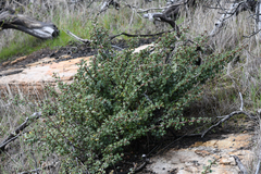 Ceanothus purpureus