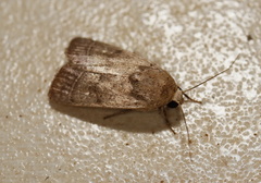 Athetis thoracica