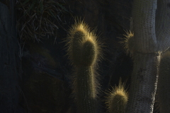 Trichocereus skottsbergii
