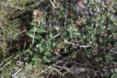 Ceanothus purpureus