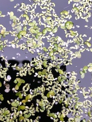 Lemna turionifera