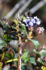 Ceanothus purpureus