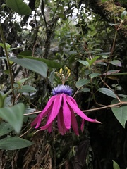 Passiflora longipes