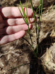 Cyperus vaginatus