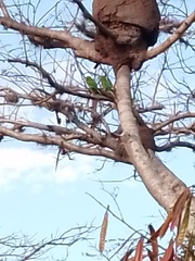 Eupsittula nana