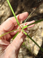 Cyperus vaginatus
