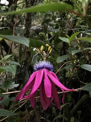Passiflora longipes