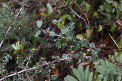 Ceanothus divergens