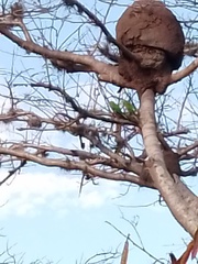Eupsittula nana