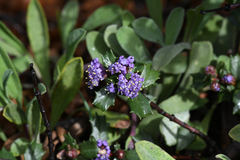 Ceanothus divergens