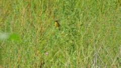 Pseudocolopteryx acutipennis