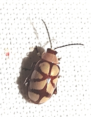 Omophoita magniguttis