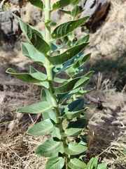 Gomphocarpus cancellatus